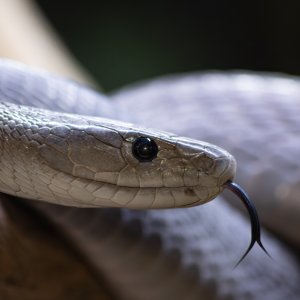 Schwarze Mamba